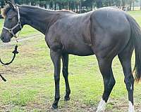 quarter-horse-for-sale