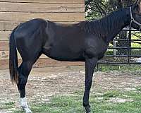 quarter-horse-gelding