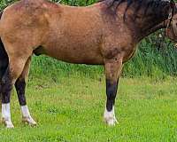all-around-quarter-horse