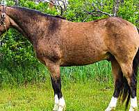 athletic-quarter-horse