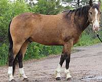 cowboy-mounted-shooting-quarter-horse