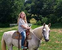 arabian-mare