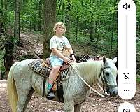 arabian-horse-for-sale