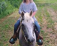 arabian-horse