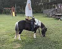 safe-ride-pony