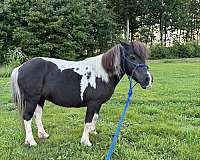 steady-pony