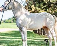 cremello-connemara-pony-for-sale
