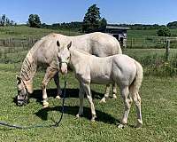 8-hand-connemara-pony-colt
