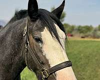 minimal-white-gypsy-vanner-horse