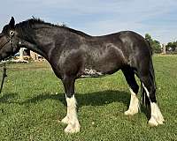 four-socks-with-lp-markings-horse