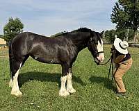 black-overo-four-socks-with-lp-markings-horse