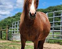 gypsy-vanner-filly