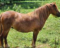 gypsy-vanner-horse-for-sale