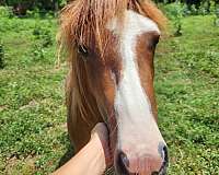 gypsy-vanner-horse