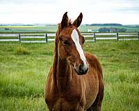 upper-level-dressage-warmblood-horse