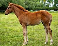 upper-level-dressage-filly