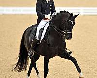 warmblood-horse