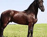 black-per-horse