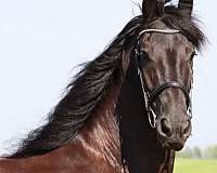 per-gelding