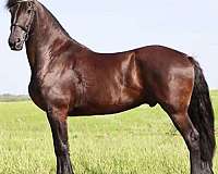 per-friesian-horse