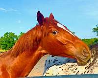 stallion-knabstrupper-horse