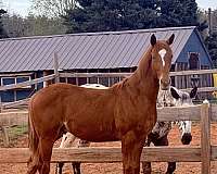 chestnut-knabstrupper-colt