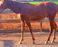 fei-knabstrupper-horse