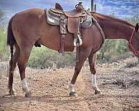 sorrel-gelding-for-sale