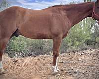 15-hand-quarter-horse-gelding