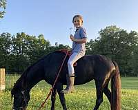pony-mare