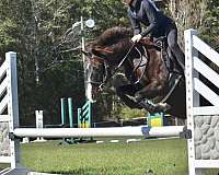 pony-for-sale