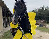 pony