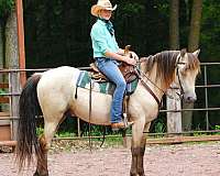 working-equitation-morgan-pony