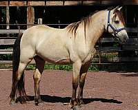 morgan-morgan-pony
