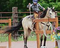 buckskin-morgan-pony-gelding