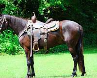 all-around-quarter-pony