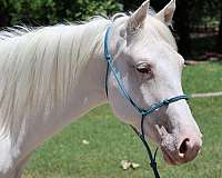 champagne-ranch-started-under-saddle-horse