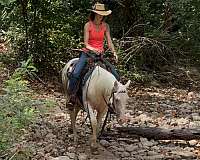 champagne-quarter-horse-filly