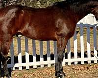 blaze-horse