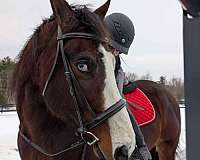 bay-blaze-horse