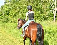 all-around-quarter-horse