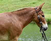 miniature-mule-gelding