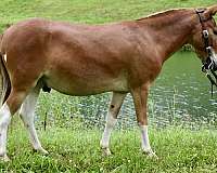 trick-trained-mule