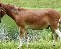 mini-mule-gelding