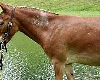trick-trained-mule-gelding
