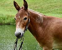 kids-mule-gelding