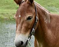 white-legs-horse