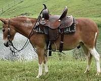 miniature-mule