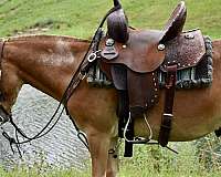 mini-mule