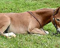 riding-mule